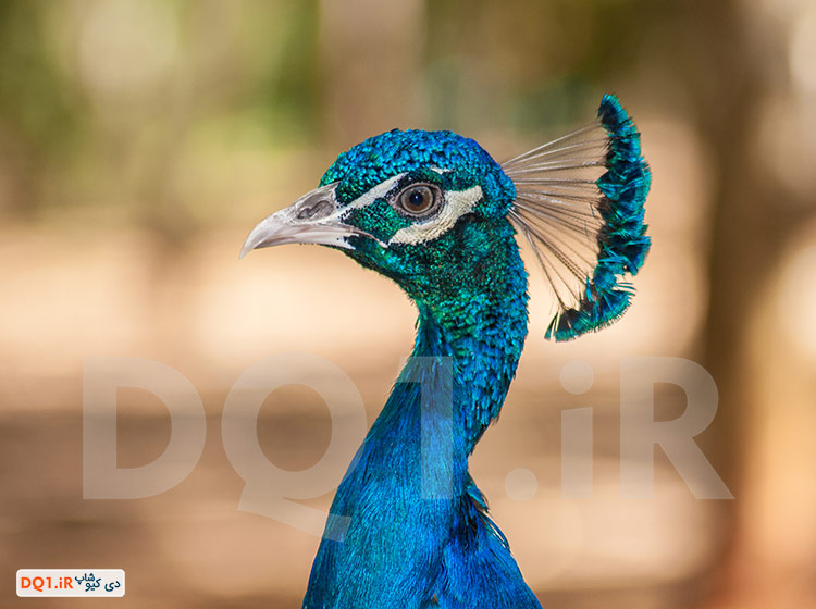 شگفتی های خلقت طاووس