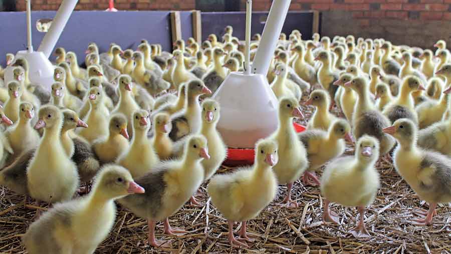 ضدعفونی سالن پرورش اردک و غاز